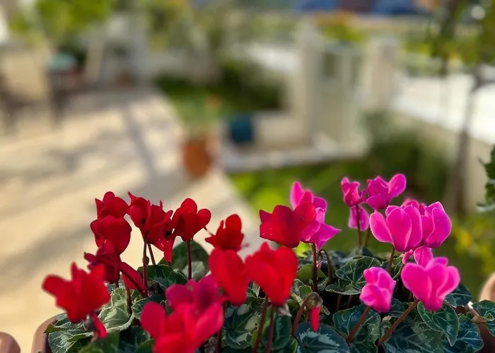 Апартаменты Anesis *